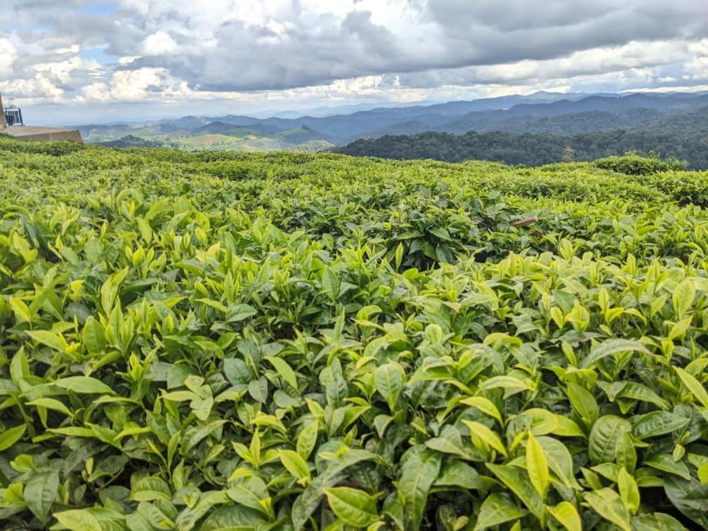 Nyungwe Village Kitabi Kültér fotó